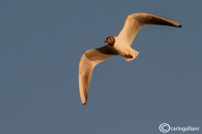 Gabbiano comune-Black-headed Gull  (Larus ridibundus)