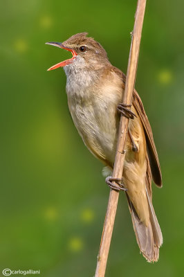 Cannareccione-Great Reed Warbler (Acrocephalus arundinaceus)