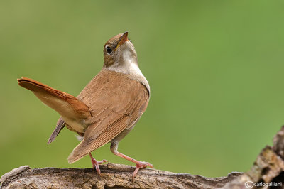 Usignolo-Common Nightingale (Luscinia megarhynchos)