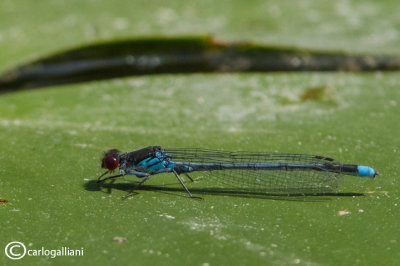 Erythromma najas male