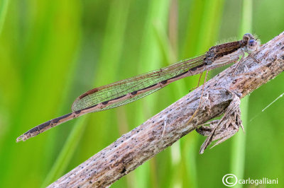   Sympecma fusca 