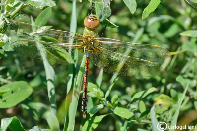 Anax ephippiger male