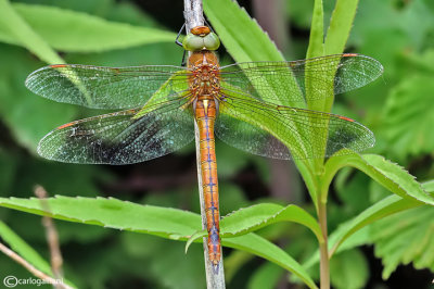 Aeshna isosceles female