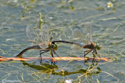   Anax parthenope mating