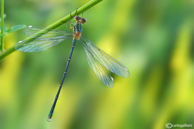 Chalcolestes viridis male teneral