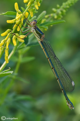 Chalcolestes viridis female teneral