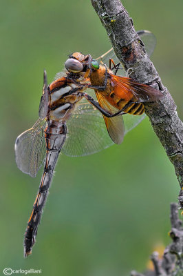 Sympetrum albistylum