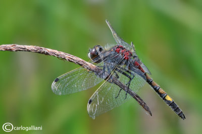 Leucorrhinia pectoralis