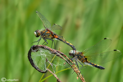 Leucorrhinia pectoralis 