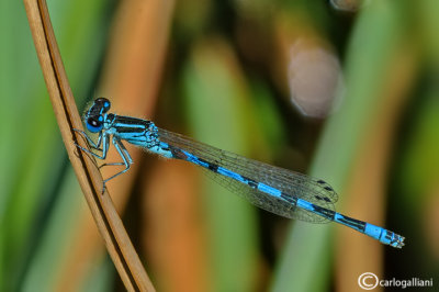 Coenagrion mercuriale