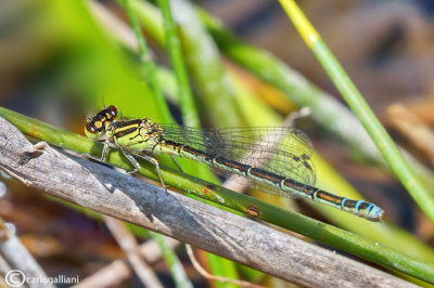 Coenagrion mercuriale female