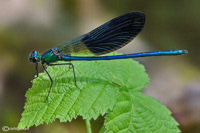 Calopteryx  xanthostoma male