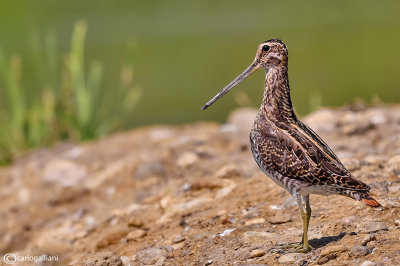 Beccaccino-Common Snipe (Gallinago gallinago)