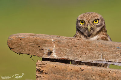 Civetta-Little Owl (Athene noctua)