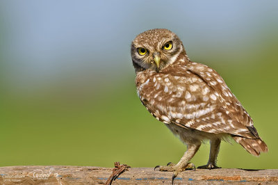 Civetta-Little Owl (Athene noctua)