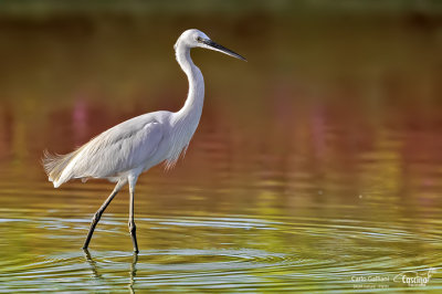 Garzetta- Little Egret (Egretta garzetta)