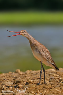 Pittima reale-Black-tailed Godwit (Limosa limosa)