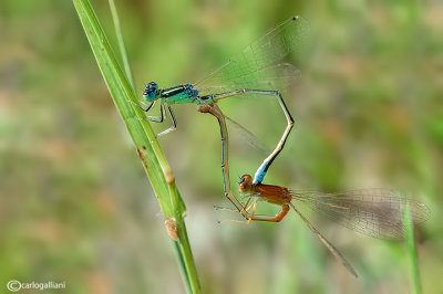 Ishnura pumilio mating