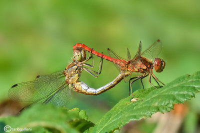 Sympetrum vulgatum