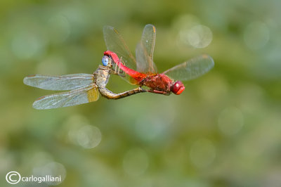 Crocothemis erythraea