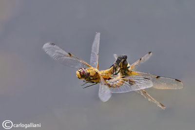 Libellula quadrimaculata