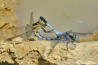 Orthetrum cancellatum mating