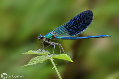 Calopteryx  xanthostoma male