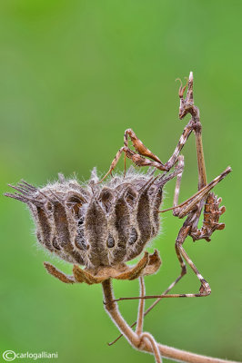 Empusa pennata