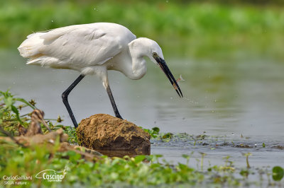 Garzetta- Little Egret (Egretta garzetta)