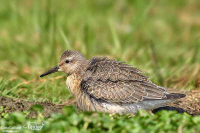 Piovanello maggiore - Red Knot ( Calidris canutus )	