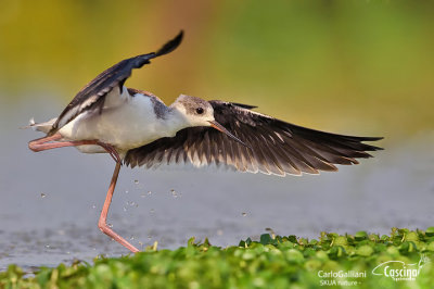 Cavaliere d'Italia-Black-winged Stilt (Himantopus himantopus)