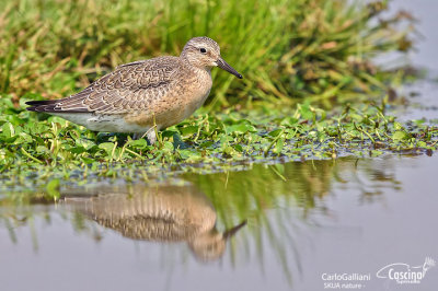 Piovanello maggiore - Red Knot ( Calidris canutus )	