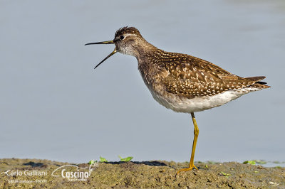 Piro piro boschereccio-Wood Sandpiper  (Tringa glareola)