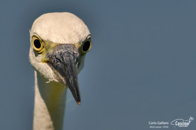 Garzetta- Little Egret (Egretta garzetta)