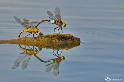 Anax parthenope