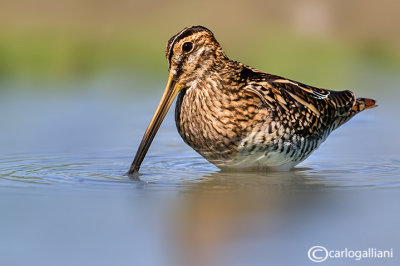 Beccaccino-Common Snipe (Gallinago gallinago)