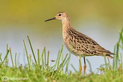 Combattente-Ruff  (Philomachus pugnax)