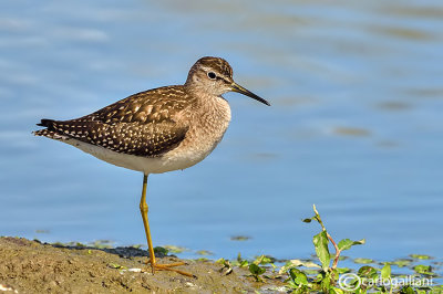 Piro piro boschereccio-Wood Sandpiper  (Tringa glareola)