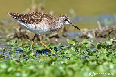 Piro piro boschereccio-Wood Sandpiper  (Tringa glareola)