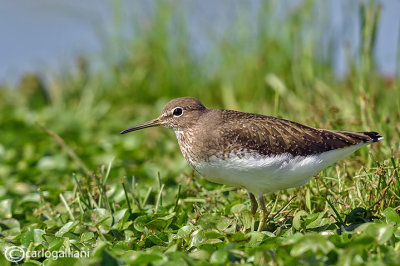 Piro piro culbianco - Green Sandpiper (Tringa ochropus)