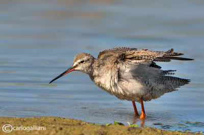 Totano moro-Spotted Redshank (Tringa erythropus) 