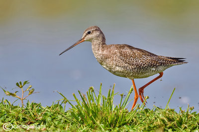 Totano moro-Spotted Redshank (Tringa erythropus) 