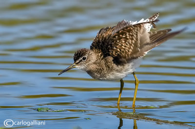 Piro piro boschereccio-Wood Sandpiper  (Tringa glareola)