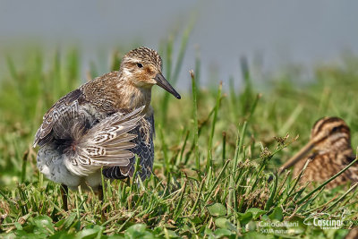 Piovanello maggiore - Red Knot ( Calidris canutus )	