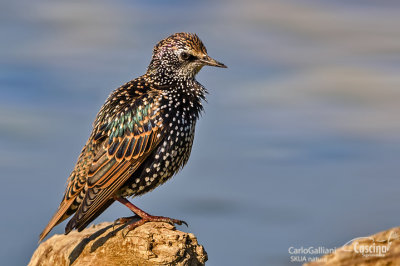 Storno -Starling (Sturnus vulgaris)