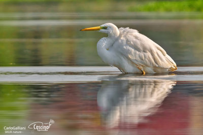 Airone bianco maggiore-Great Egret (Ardea alba)