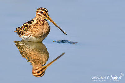 Beccaccino-Common Snipe (Gallinago gallinago)