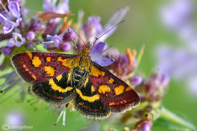 Pyrausta purpuralis