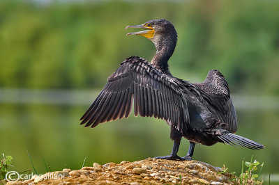 Cormorano- Great Cormorant (Phalacrocorax carbo)