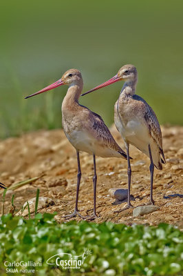 Pittima reale-Black-tailed Godwit (Limosa limosa)